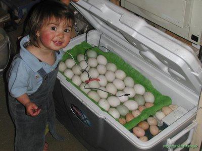 DIY inkubator jajc