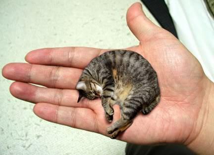 il gatto più piccolo del mondo