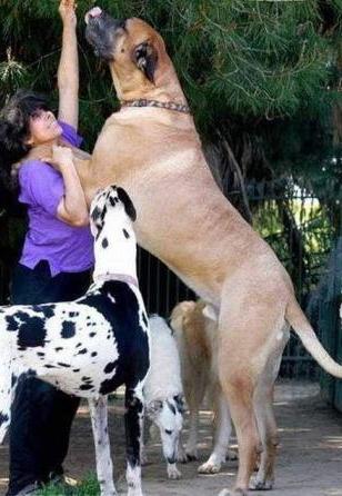 največji psi na svetu