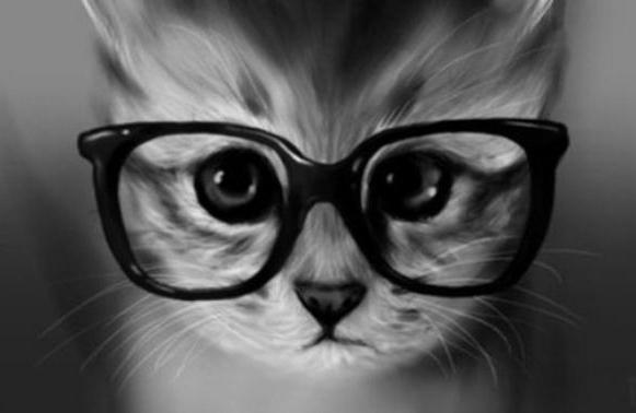 la razza di gatti più intelligente