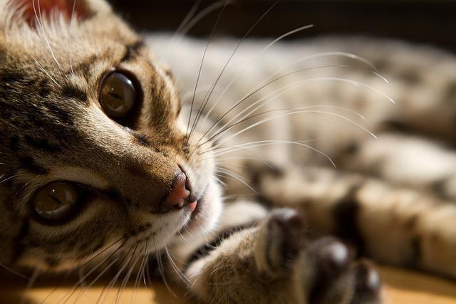 10 най-интелигентни породи котки