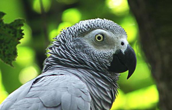 nejchytřejší papoušek na světě