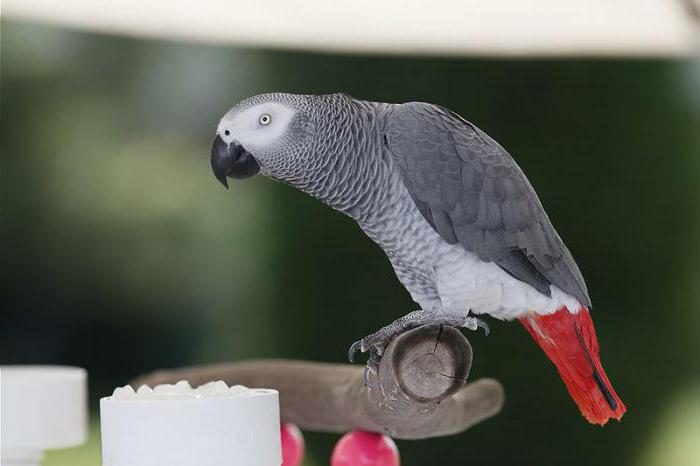 co jsou nejvíce inteligentní papoušci volali