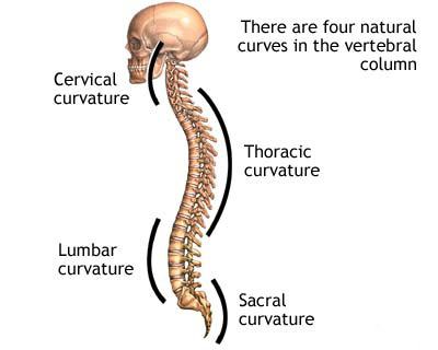 човешка структура на гръбначния стълб