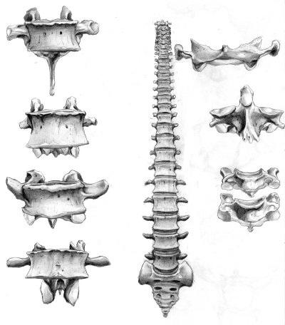 структурата на човешката схема на гръбначния стълб