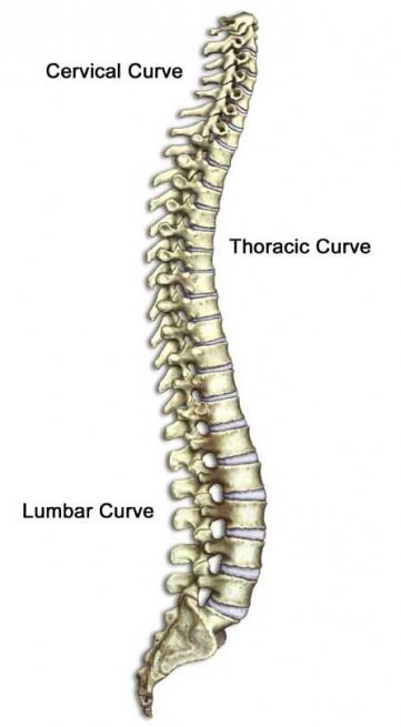 oštevilčenje diska človeške hrbtenice