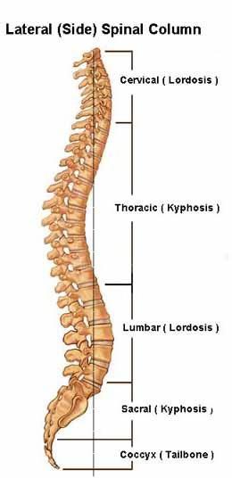anatomijo človeške hrbtenice