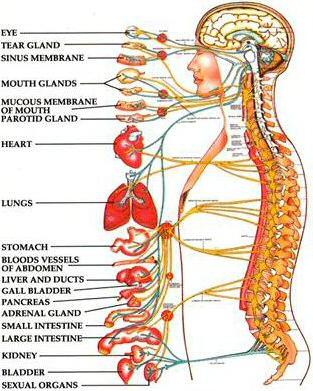 структурата на човешката снимка на гръбнака