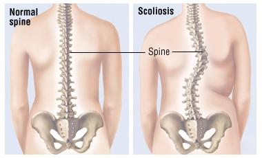 struktura hrbtenice človeške hrbtenice
