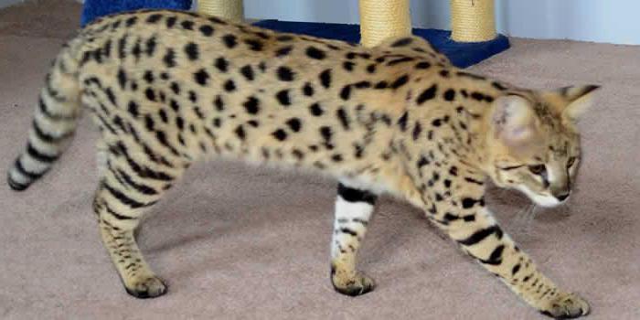 leopardo gatto