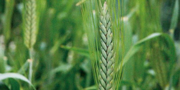 Koristi in poškodbe pšenične kaše