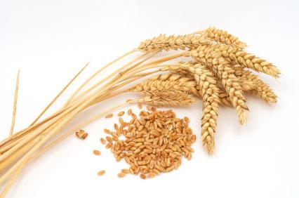 използването на пшеница каша