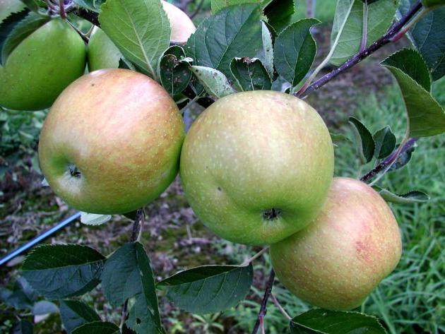 Zawartość jabłek Bunn Antonov