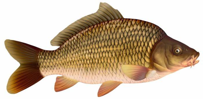 classificazione dei pesci nella struttura del pesce