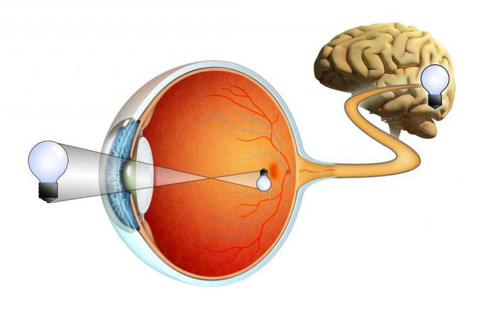 retina funkce struktury a funkce