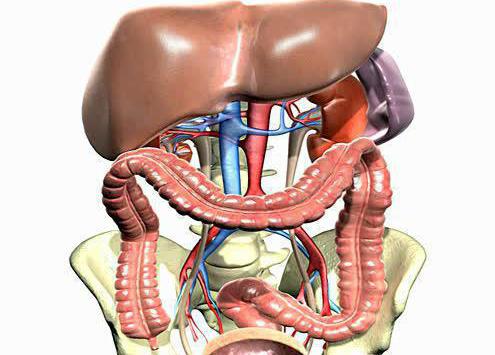 človeška abdominalna anatomija
