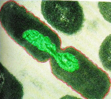 Бактерије: структурне карактеристике ћелије.