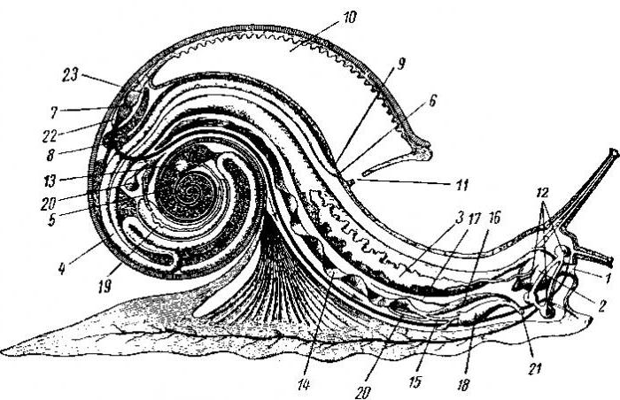 struktura ślimaka