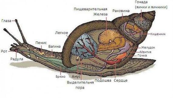 Структура на охлюви от Ахатина