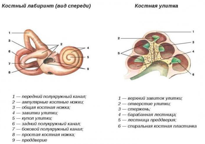 wewnętrzna struktura ślimaka