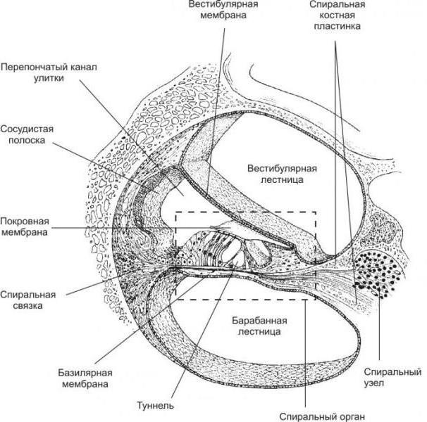 struktura hlemýžďového těla