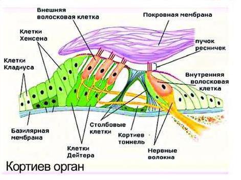 strukturu kochlee vnitřního ucha