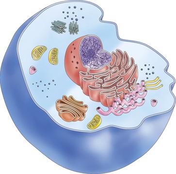 struktura živalskih celic