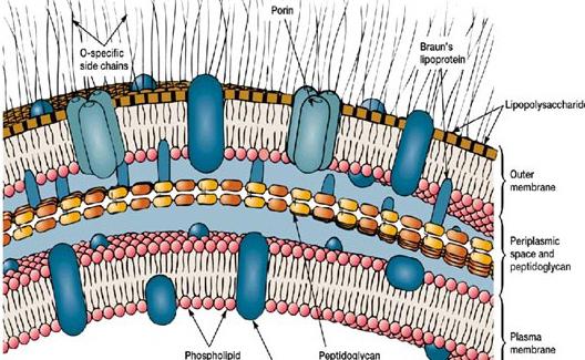 Quali sono le caratteristiche strutturali di una cellula batterica?