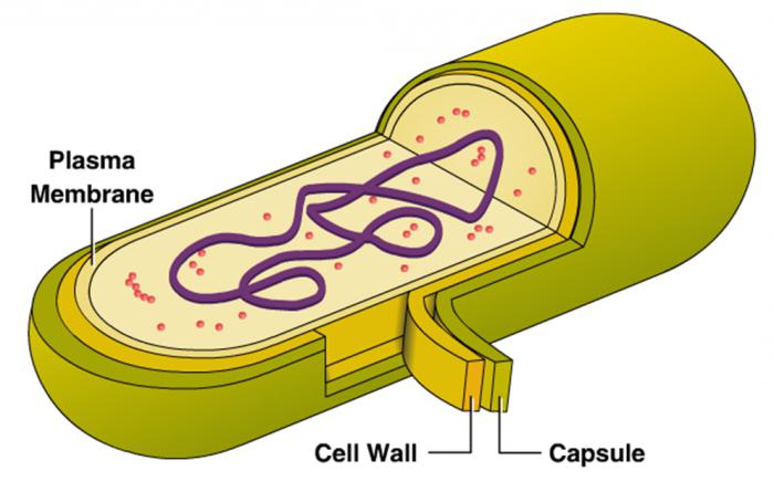 struttura cellulare batterica