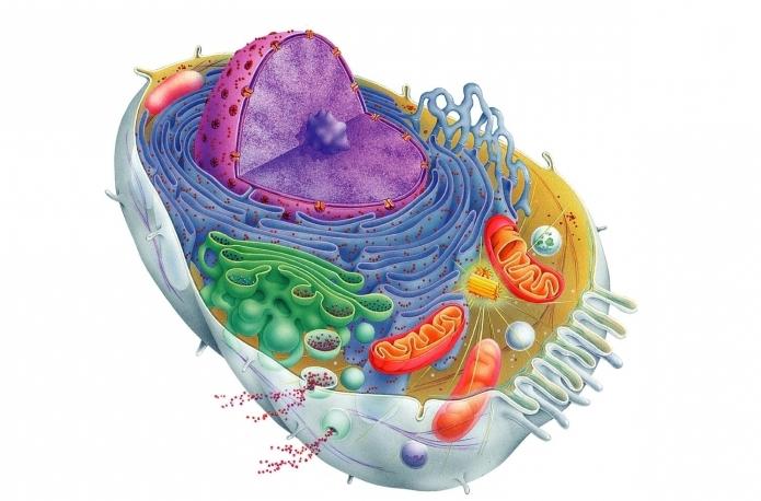 struktura eukaryotických buněk