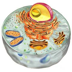 структура еукариотских ћелија