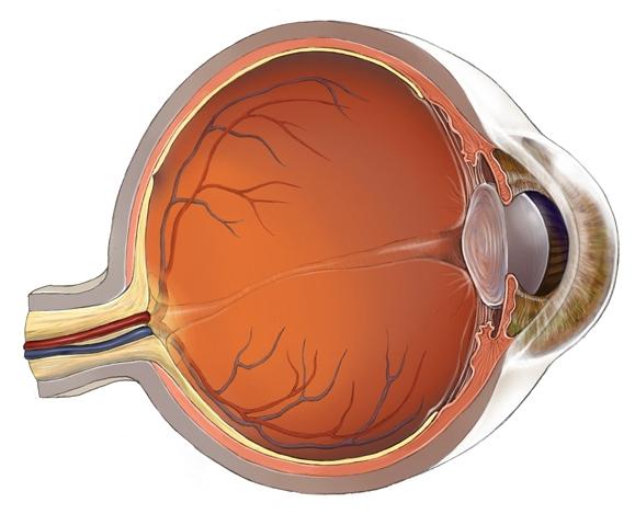 struktura i funkcija oka