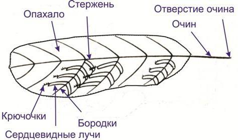 struktura vanjskog perja