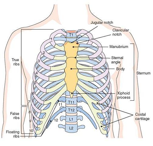 struttura del torace umano