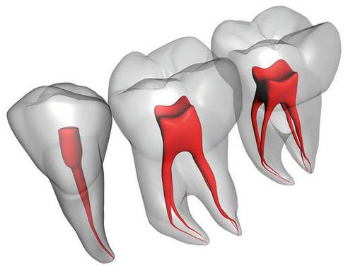 struktura zuba ljudske mudrosti