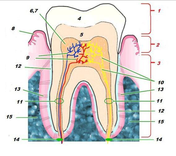 struktura ludzkiego górnego zęba