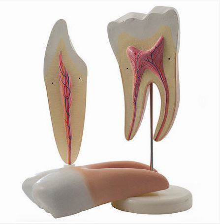 зъбите на човешката челюстна структура