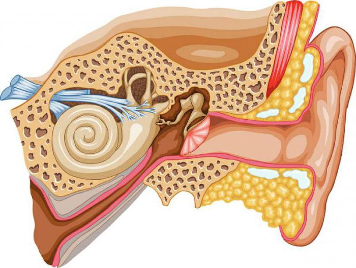 структура на човешкото ухо