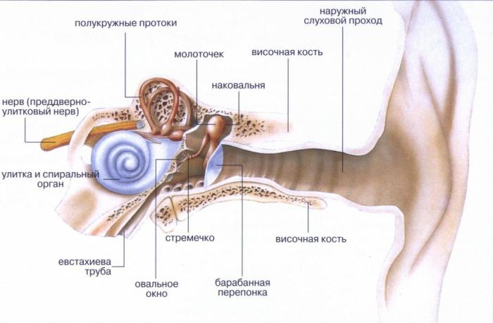 ucho środkowe