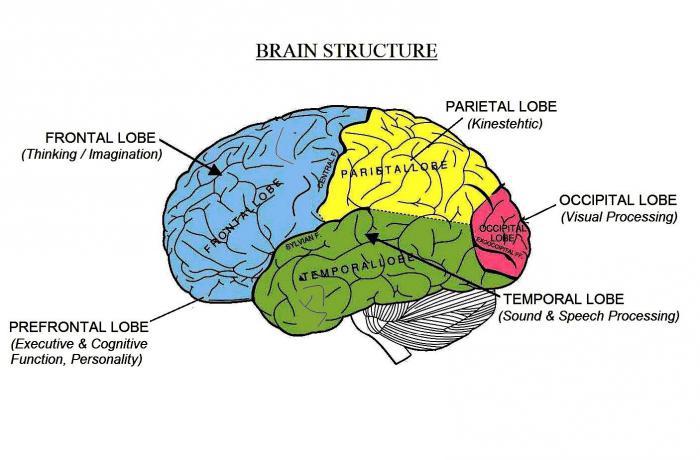 možganske strukture