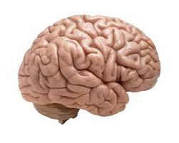 struktura možganske skorje