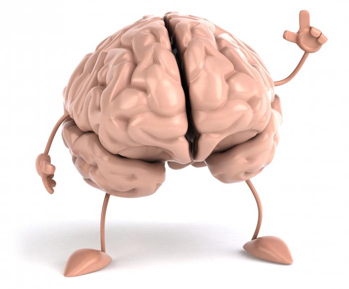 struttura della corteccia cerebrale