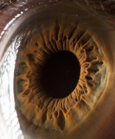 struktura očne jabučice