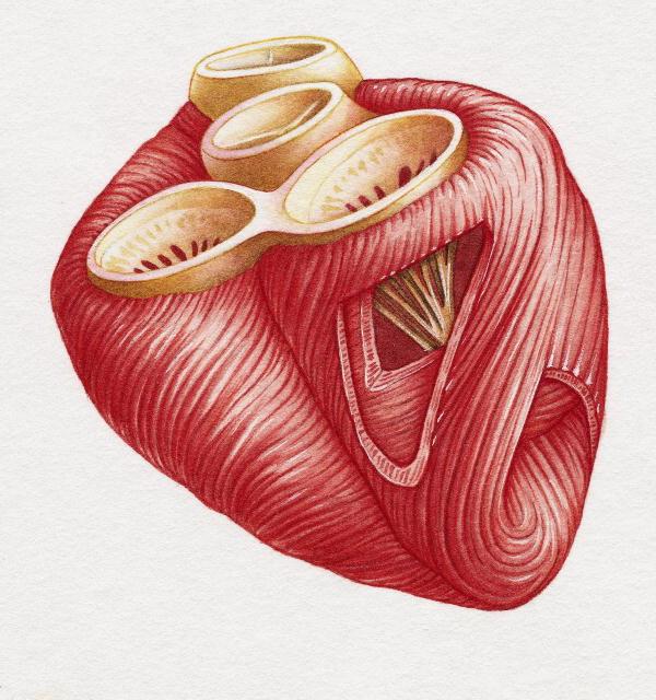 struktura srdce