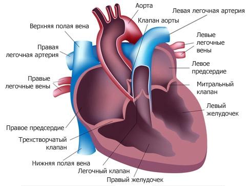 vnější strukturu srdce