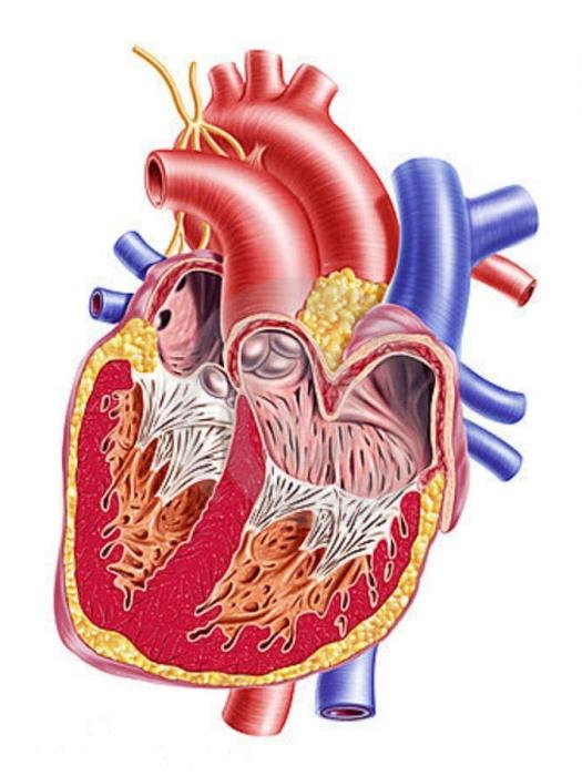 notranja struktura srca