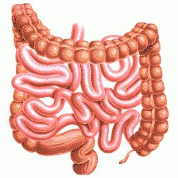 struttura intestinale