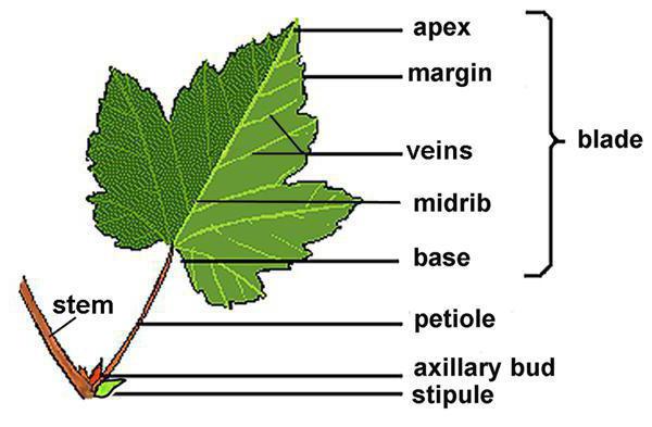 struktura liści roślin
