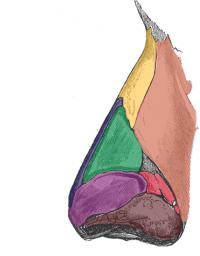 anatomija nosu