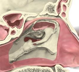anatomija nosa
